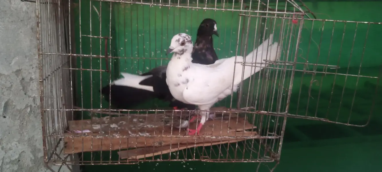 aseel pigeons — photo 11