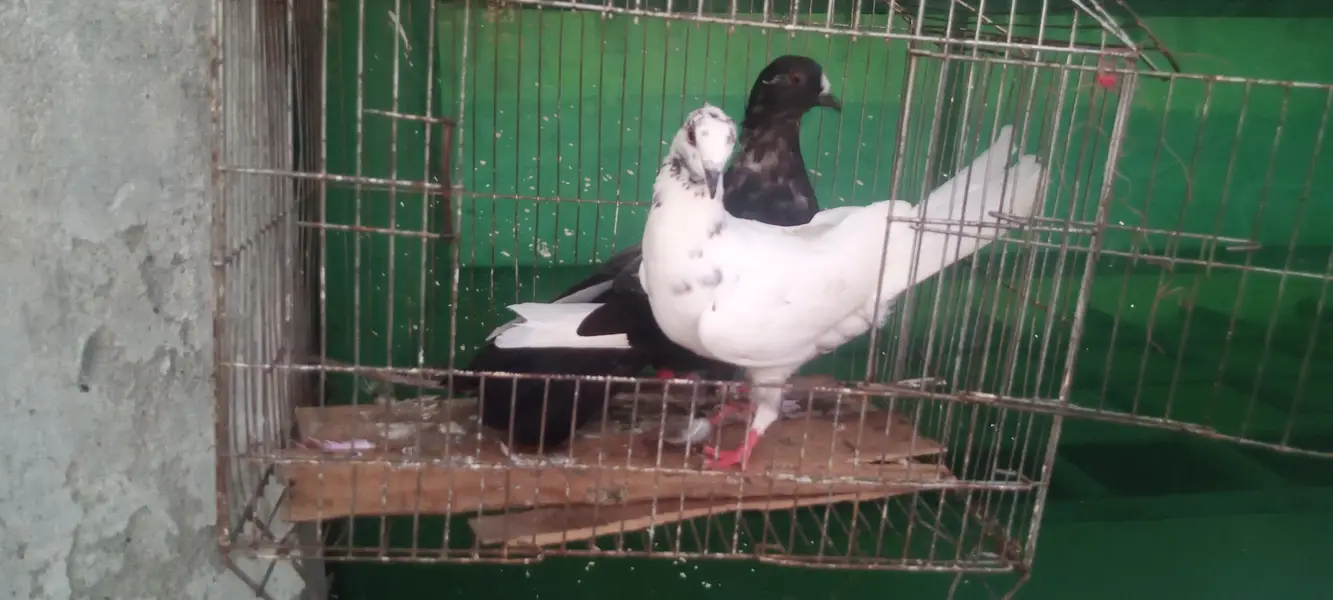 aseel pigeons — photo 12