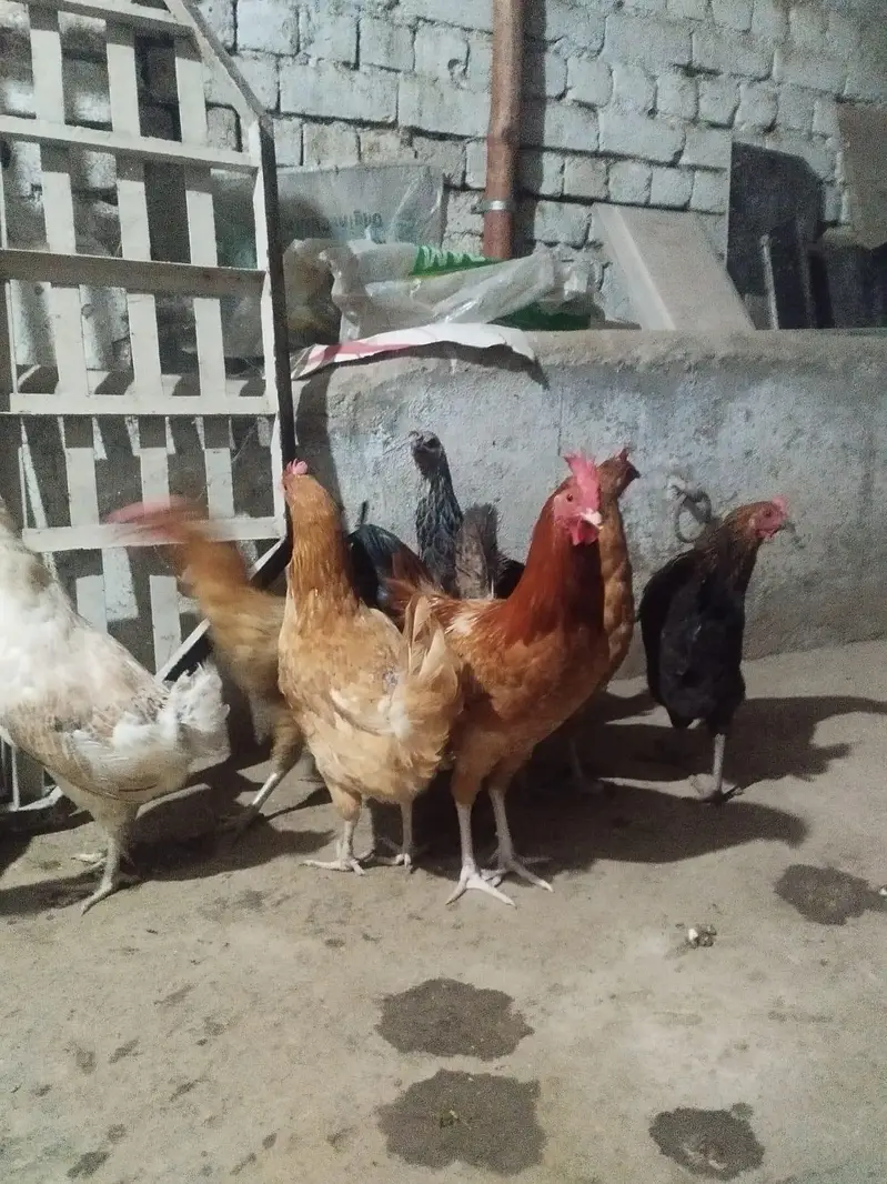 Golden Misri murghiyan — photo 2