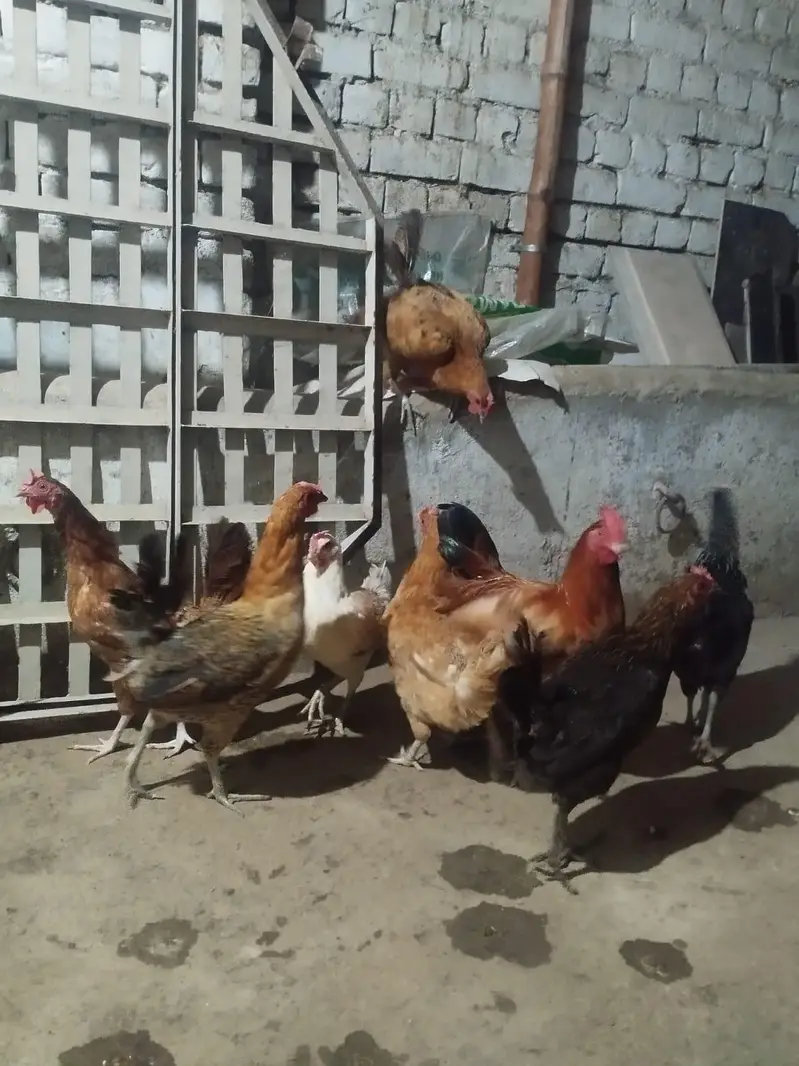 Golden Misri murghiyan — photo 4