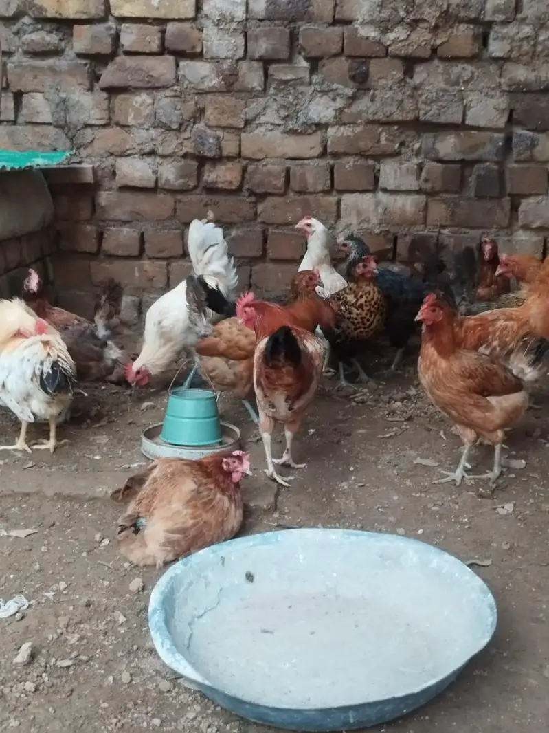 Golden Misri murghiyan — photo 5