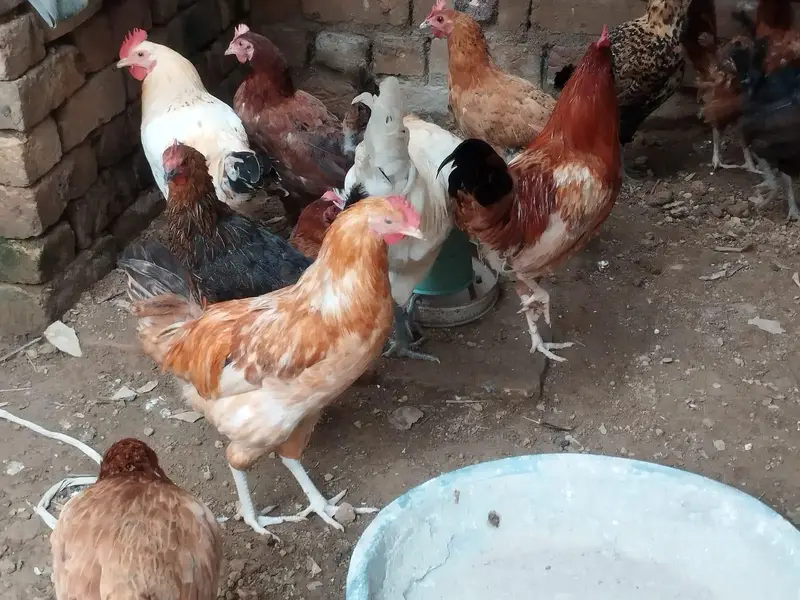 Golden Misri murghiyan — photo 8