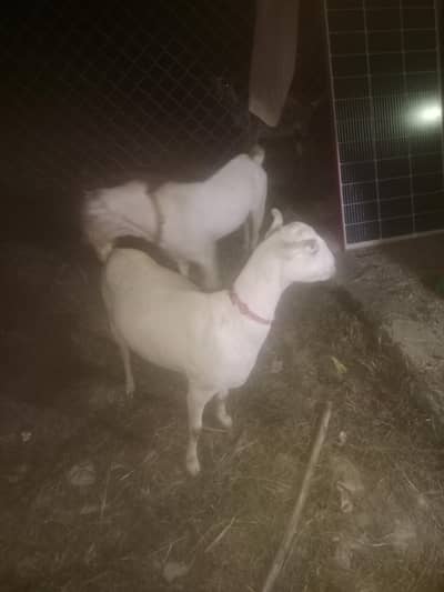 ek nar ek female pure teddy for sale03125675686
