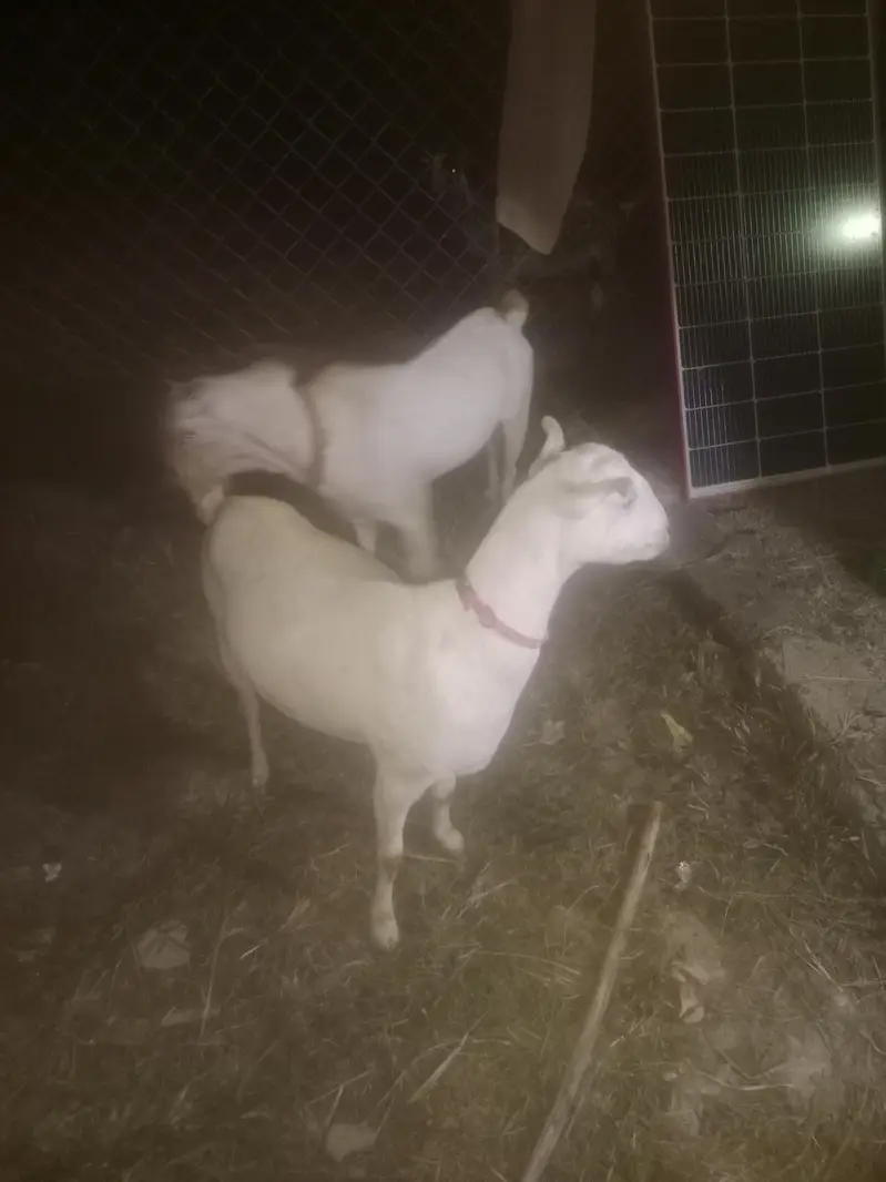 ek nar ek female pure teddy for sale03125675686