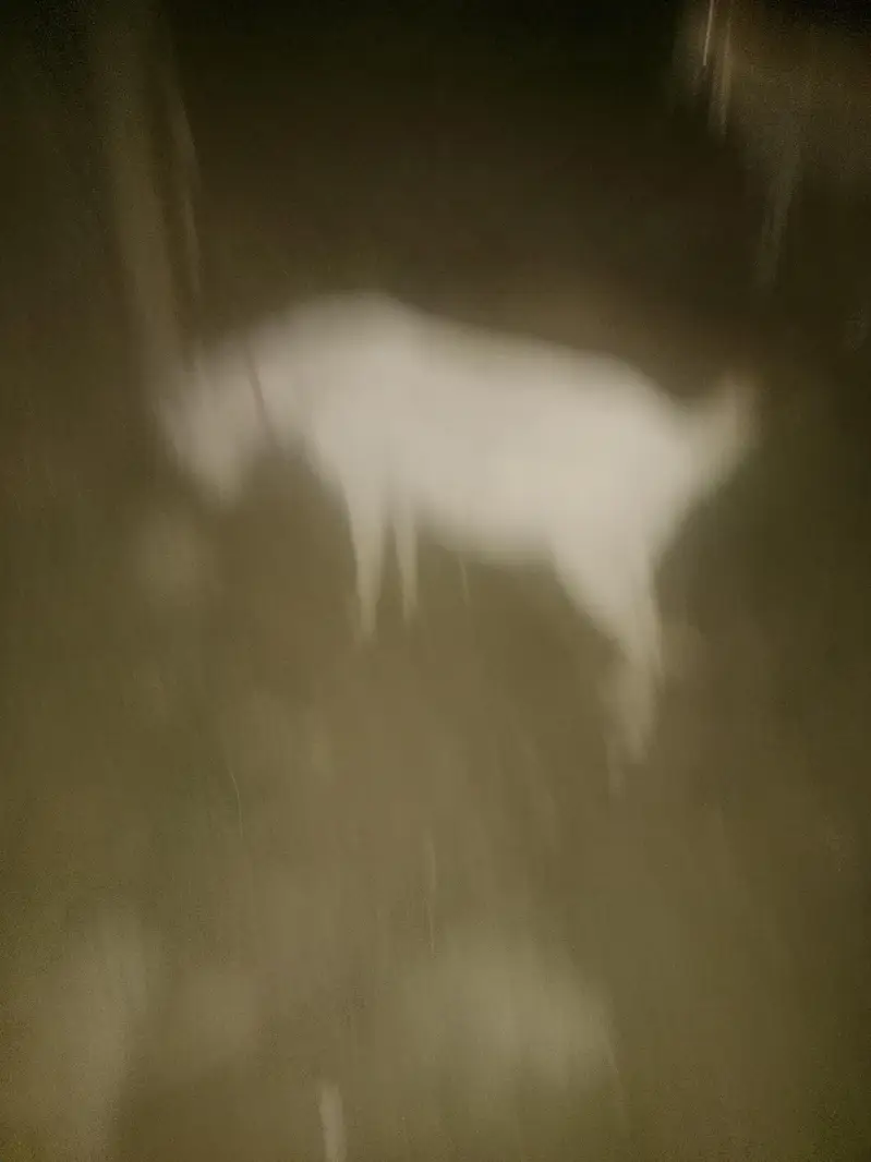 ek nar ek female pure teddy for sale03125675686 — photo 3