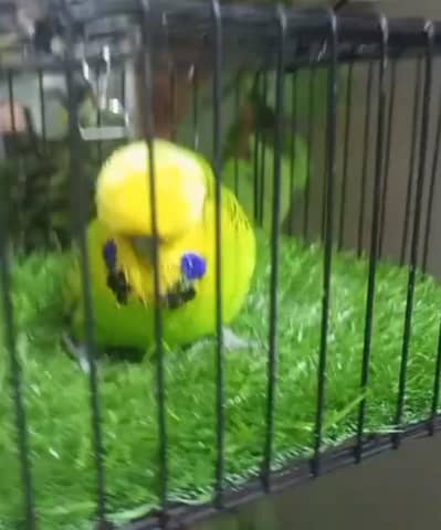 Exhibition male for sell