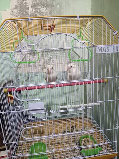 albino love birds black eyes