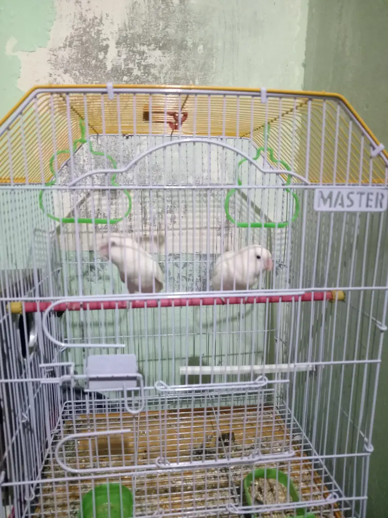 albino love birds black eyes — photo 2