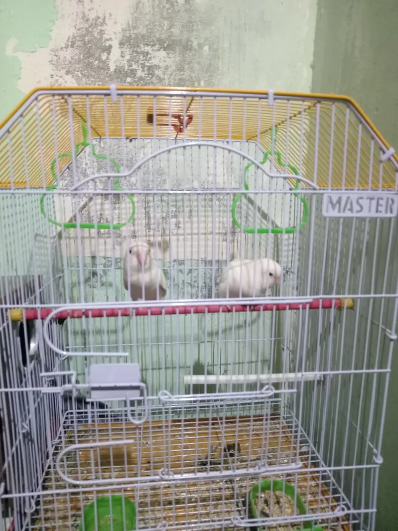 albino love birds black eyes — photo 3