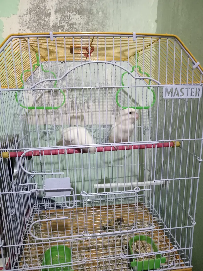 albino love birds black eyes — photo 4
