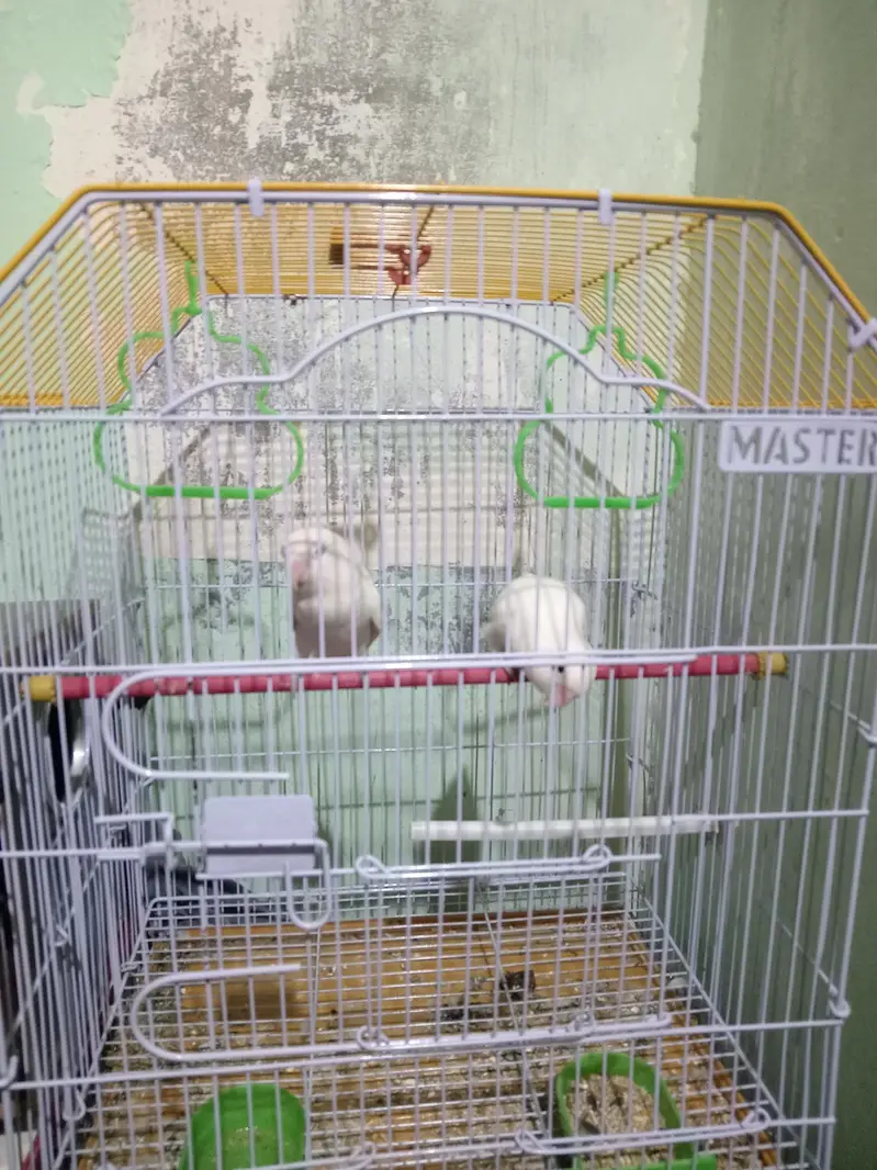 albino love birds black eyes — photo 5