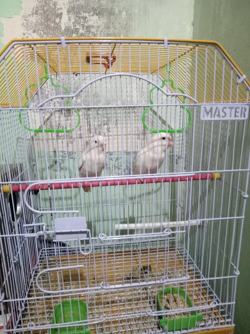 albino love birds black eyes — photo 6