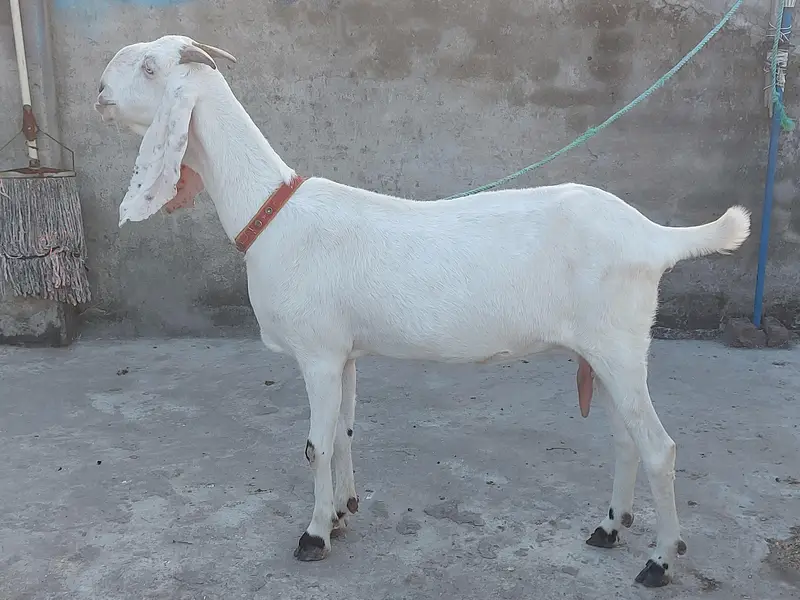 6 dant bakri ha for sale 03405778471 whatsapp number — photo 2