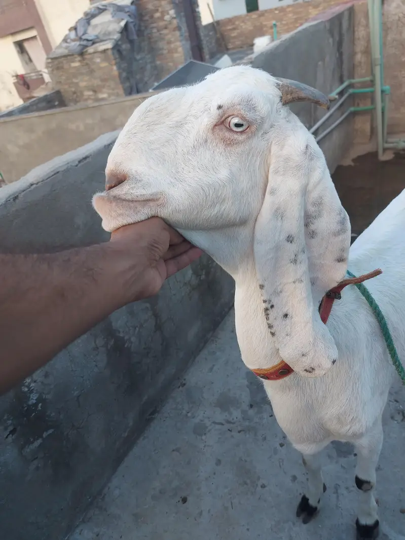 6 dant bakri ha for sale 03405778471 whatsapp number — photo 3