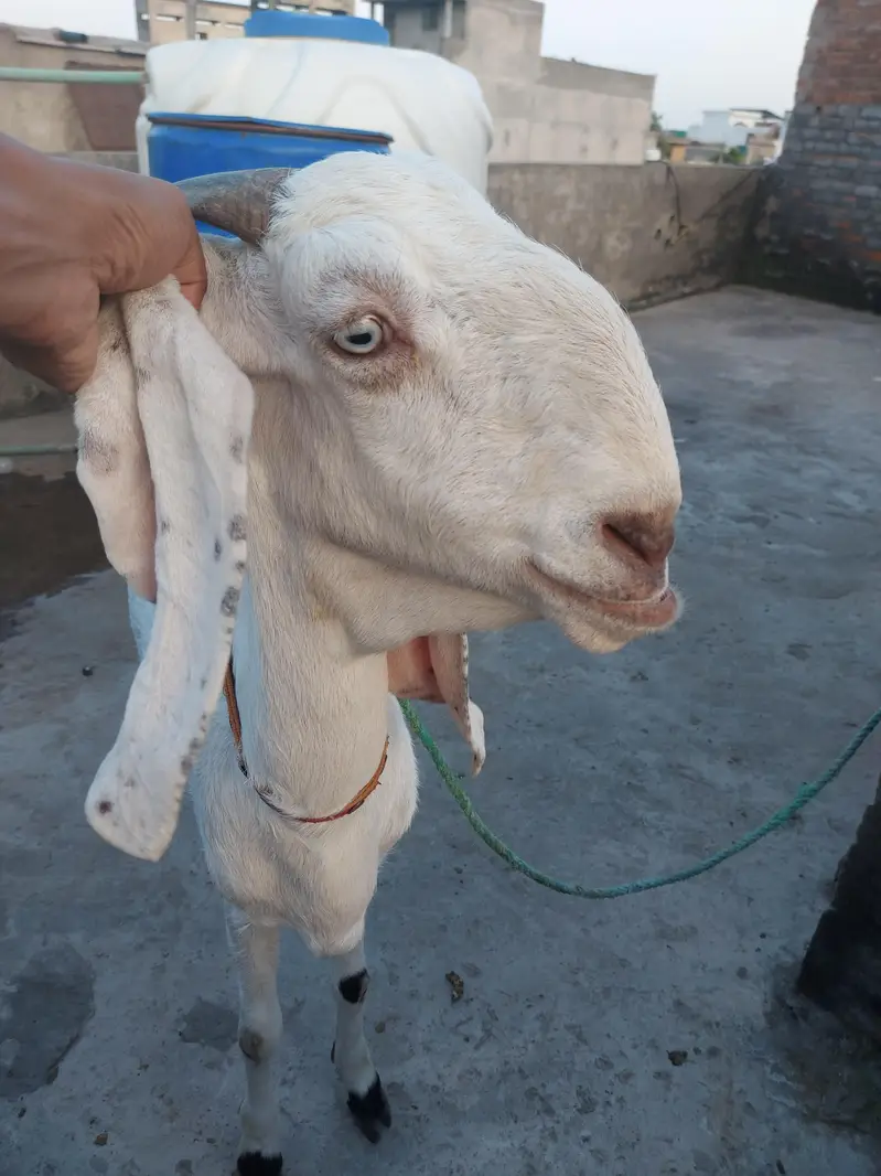6 dant bakri ha for sale 03405778471 whatsapp number — photo 4
