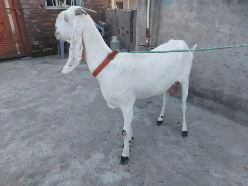 6 dant bakri ha for sale 03405778471 whatsapp number — photo 5