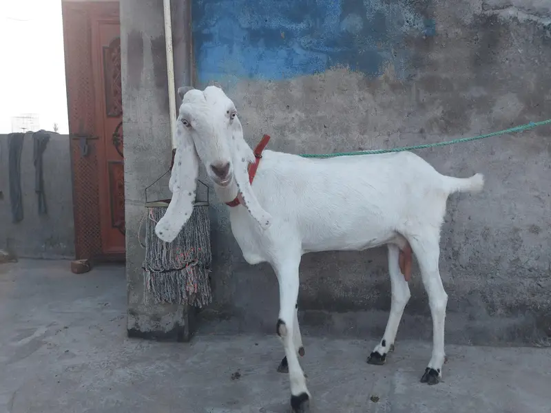 6 dant bakri ha for sale 03405778471 whatsapp number — photo 6