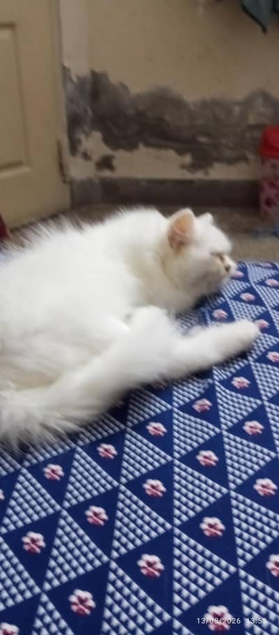 Persian Male kitten for sale