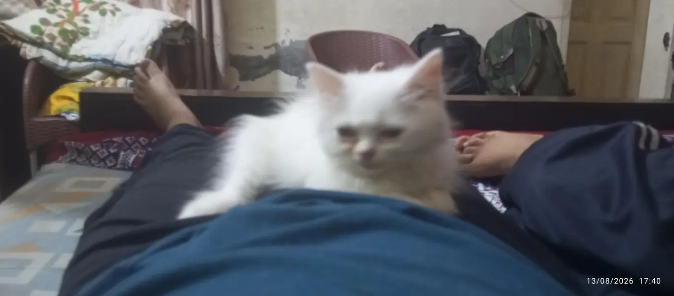 Persian Male kitten for sale — photo 2