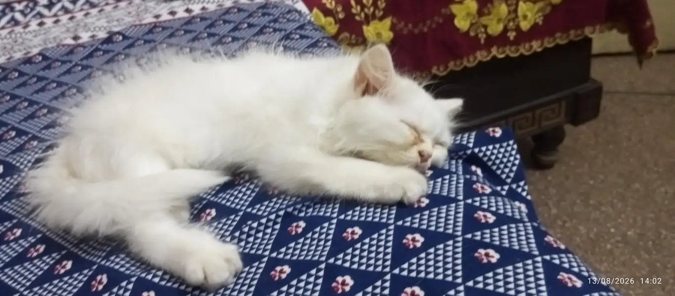 Persian Male kitten for sale — photo 3