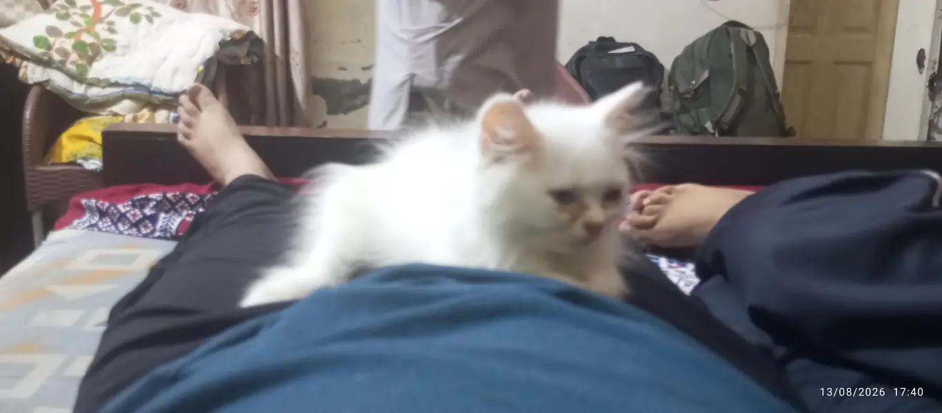 Persian Male kitten for sale — photo 4