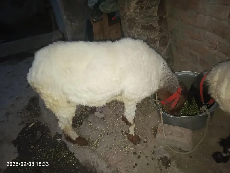 mundri ek Doni — photo 5