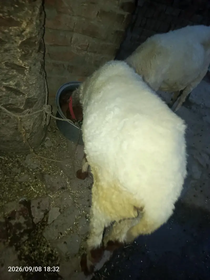 mundri ek Doni — photo 9