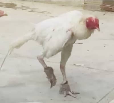 Aseel paper white trio aik murga 2 murgian murge egg de re he