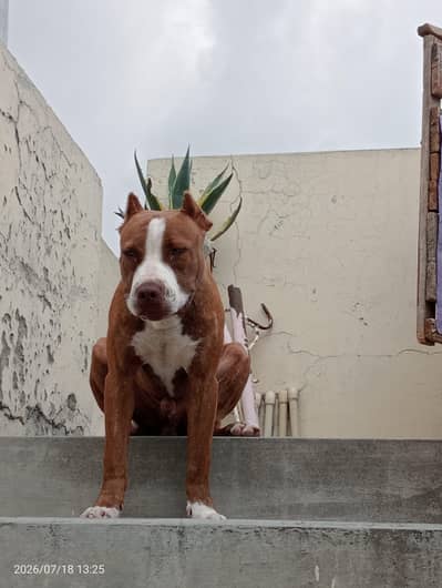 healthy male American pitbull terrier available strong blood line