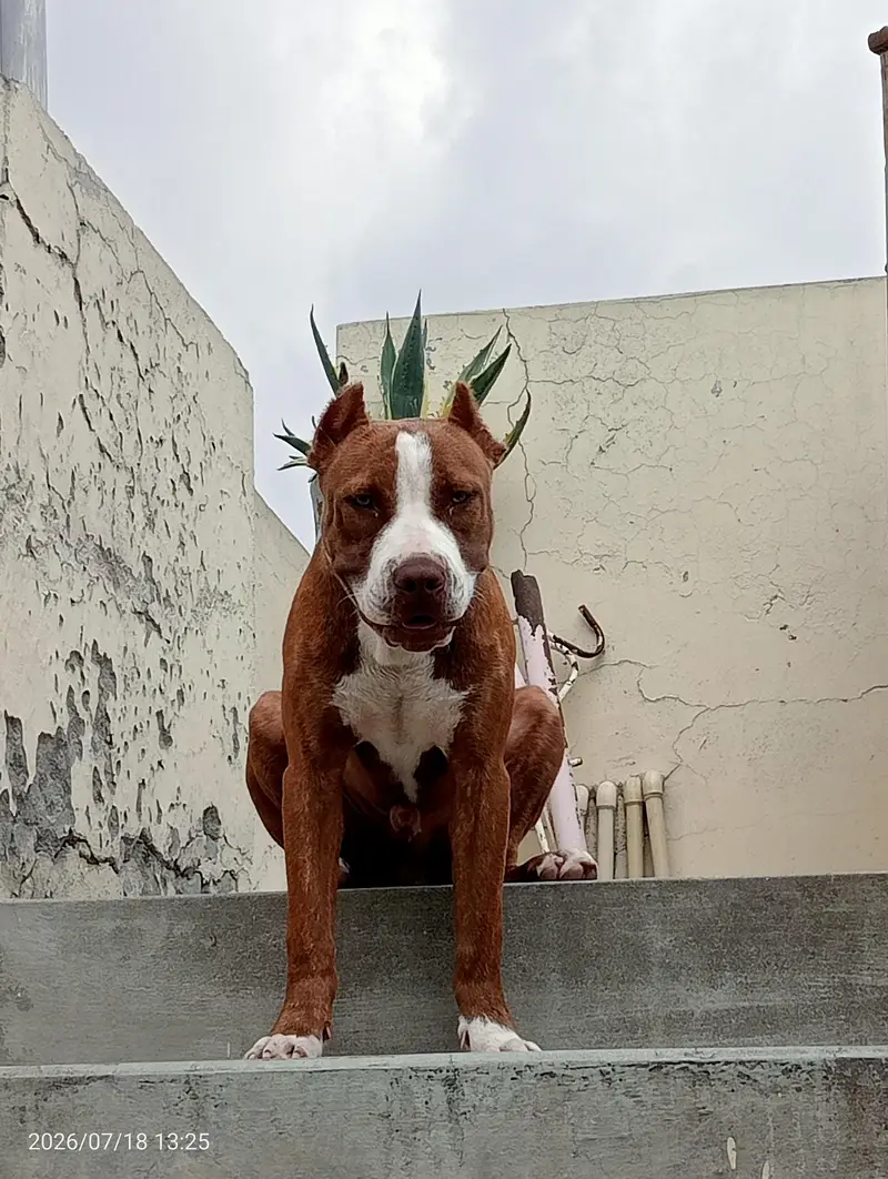 healthy male American pitbull terrier available strong blood line — photo 2