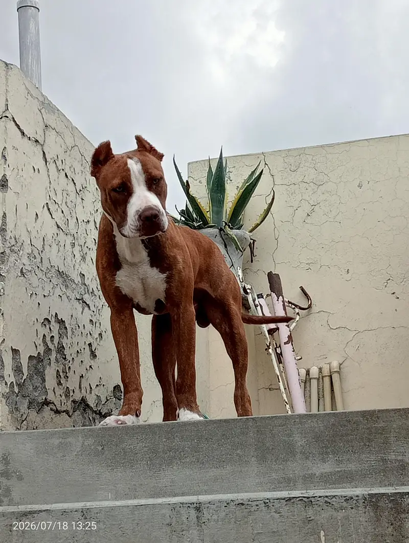 healthy male American pitbull terrier available strong blood line — photo 3