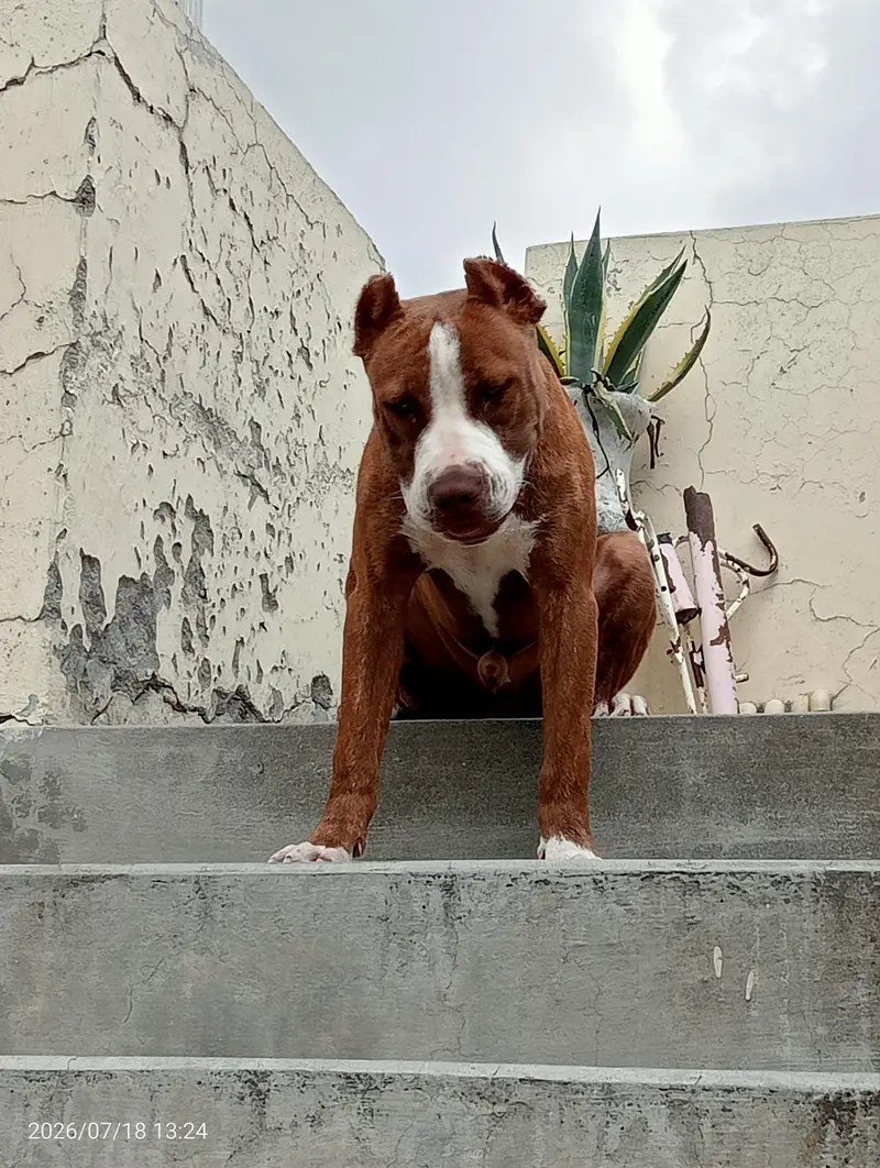healthy male American pitbull terrier available strong blood line — photo 4