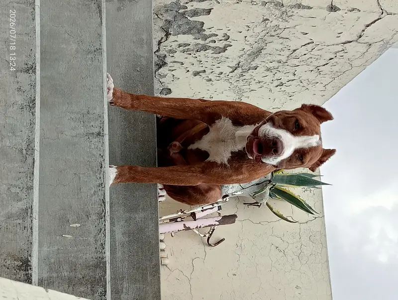 healthy male American pitbull terrier available strong blood line — photo 5
