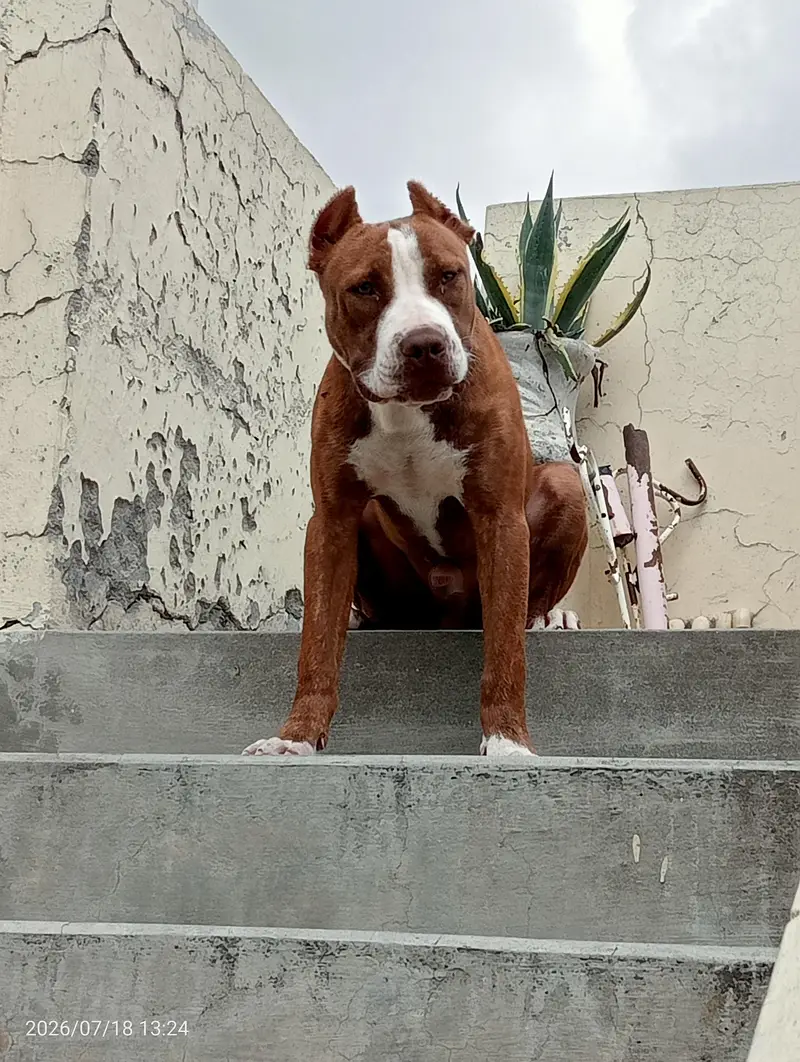healthy male American pitbull terrier available strong blood line — photo 6