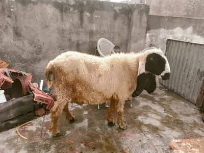 I have 3 sheep and 1 goat for sale