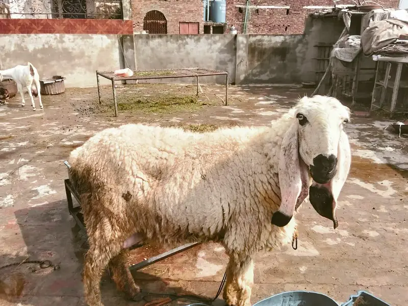 I have 3 sheep and 1 goat for sale — photo 2