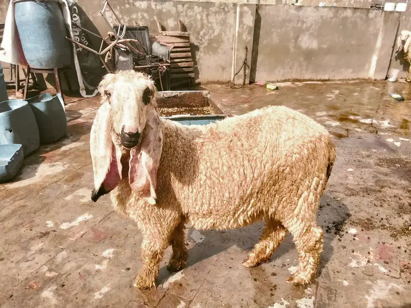 I have 3 sheep and 1 goat for sale — photo 3
