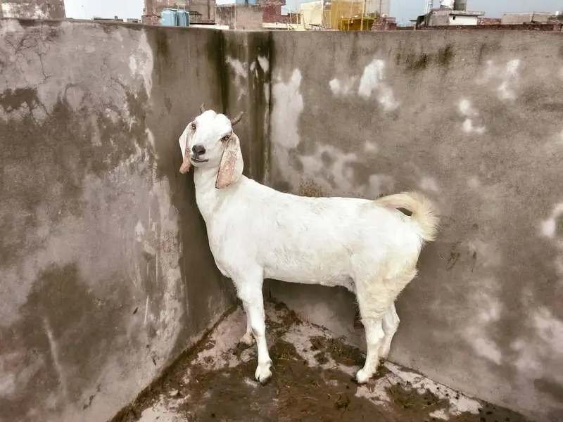 I have 3 sheep and 1 goat for sale — photo 4