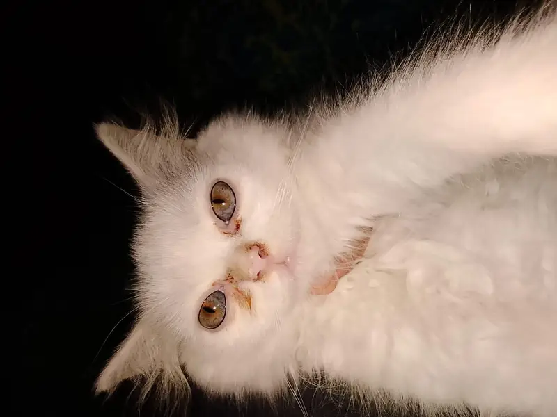 Persian Male kitten for sale — photo 5