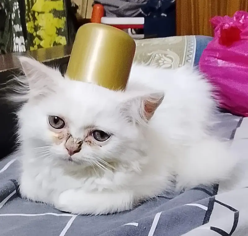Persian Male kitten for sale — photo 6