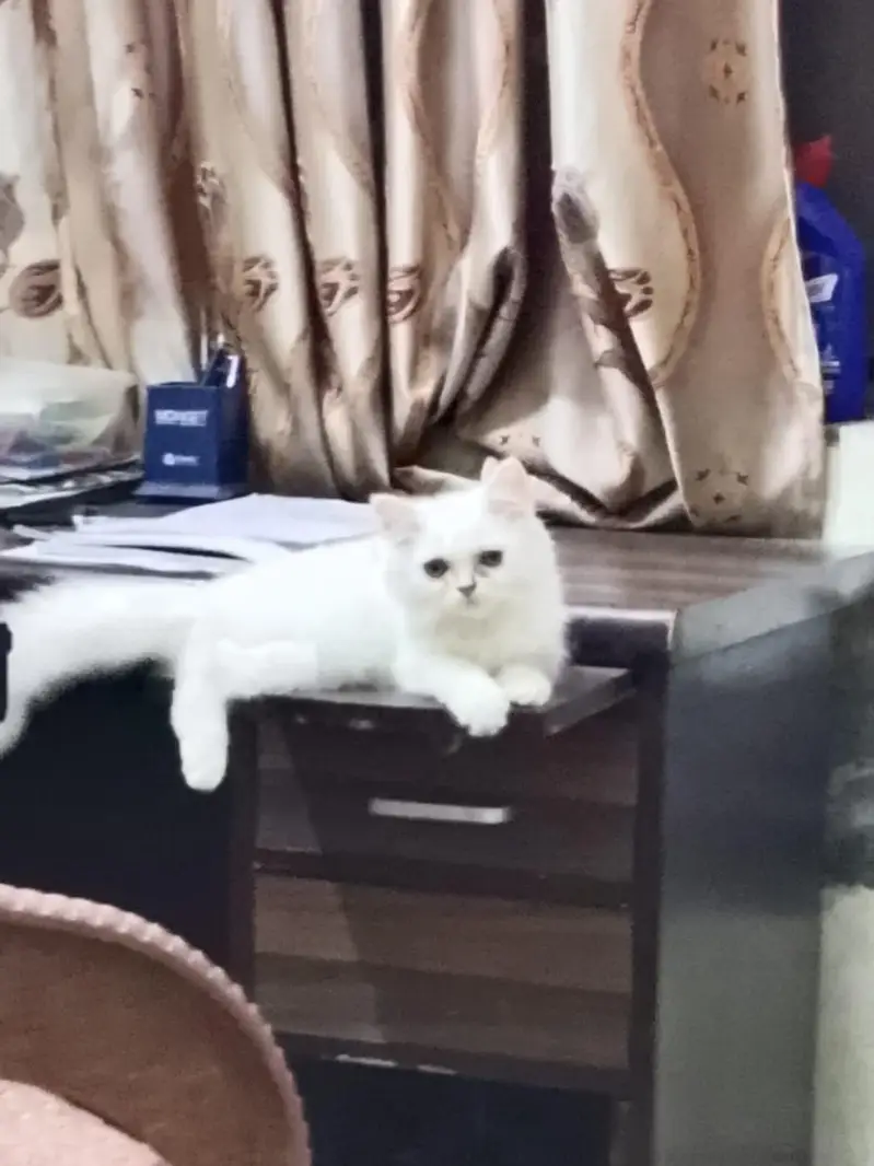 Persian Male kitten for sale — photo 7