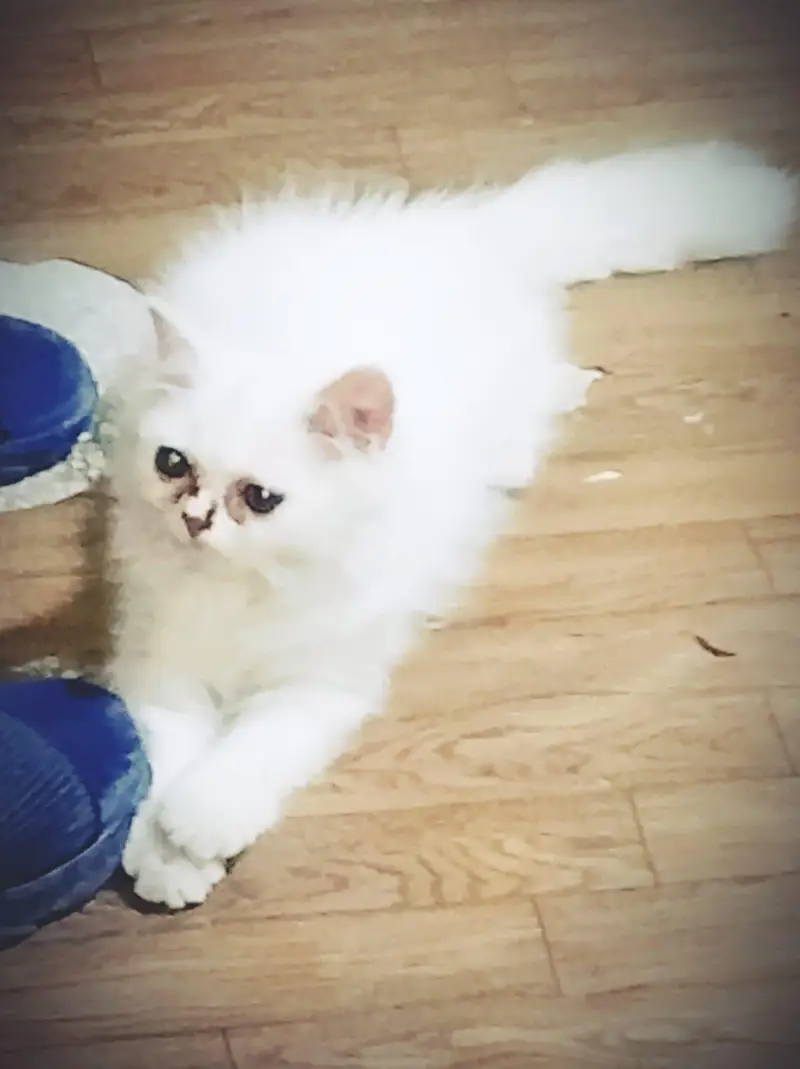 Persian Male kitten for sale — photo 8