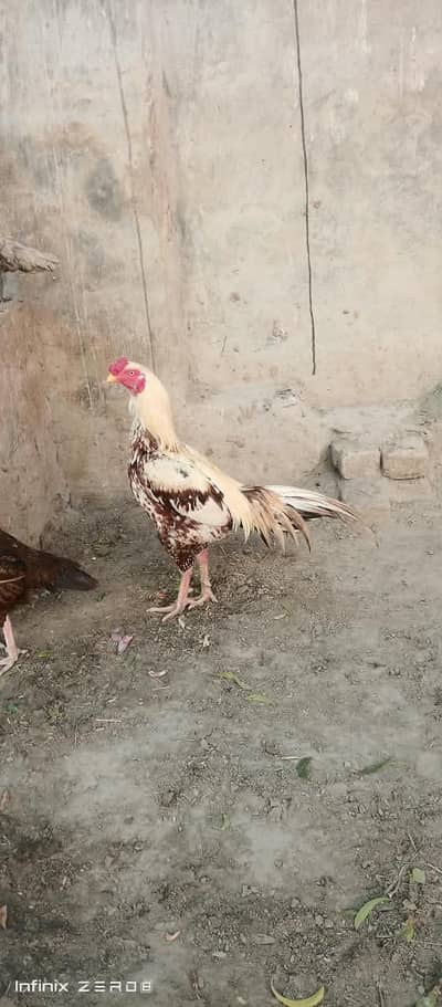murga male breeder