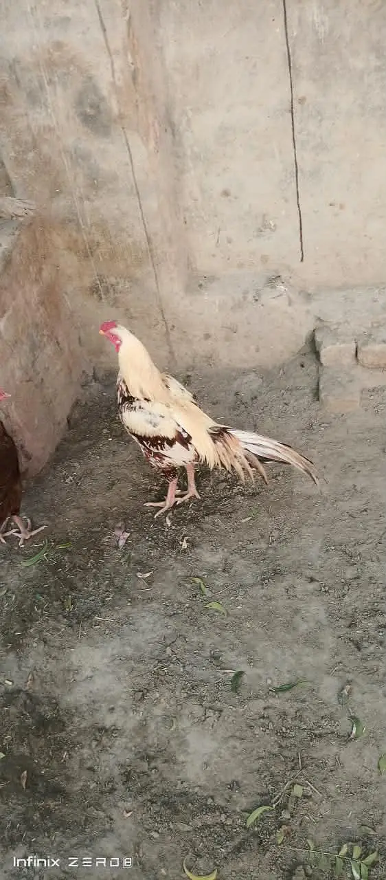 murga male breeder — photo 2
