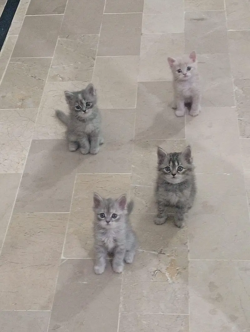 4 kitten 1 adult cat for sale — photo 3