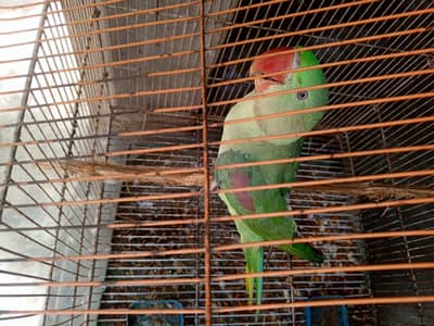 Rah parrot