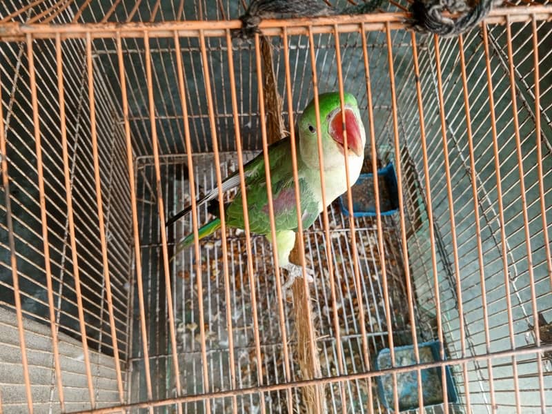 Rah parrot 1