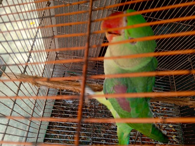 Rah parrot 5