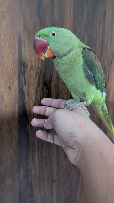 Hand tamed 0-Bite | Monks, Ringnecks, Sun Conures, Kashmiri Pahari Etc