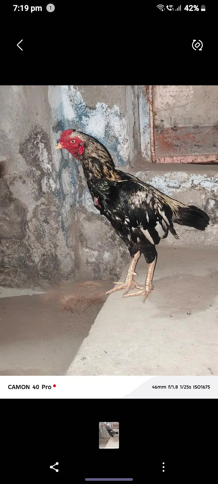 ASEEL MURGHA — photo 4